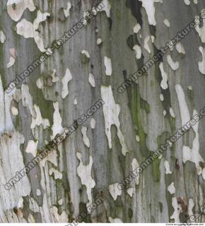 Tree Bark